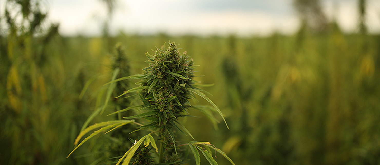 Hemp and Soil Remediation