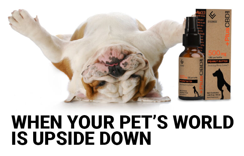 Free Cv Sciences Cbd Oil For Pets