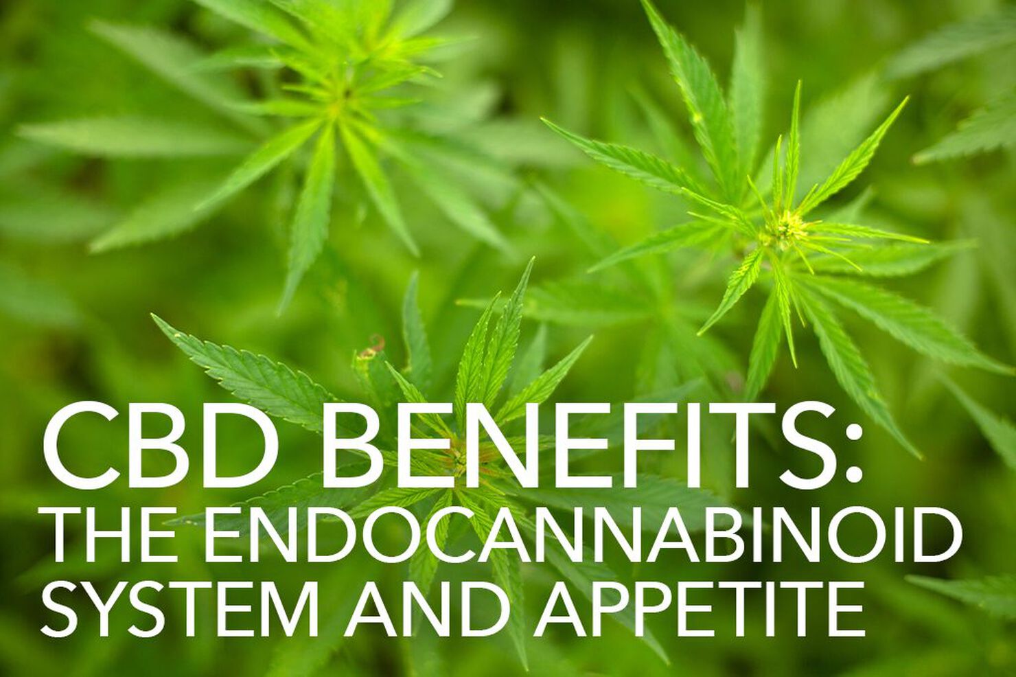 CBD Benefits: The Endocannabinoid System and Appetite
