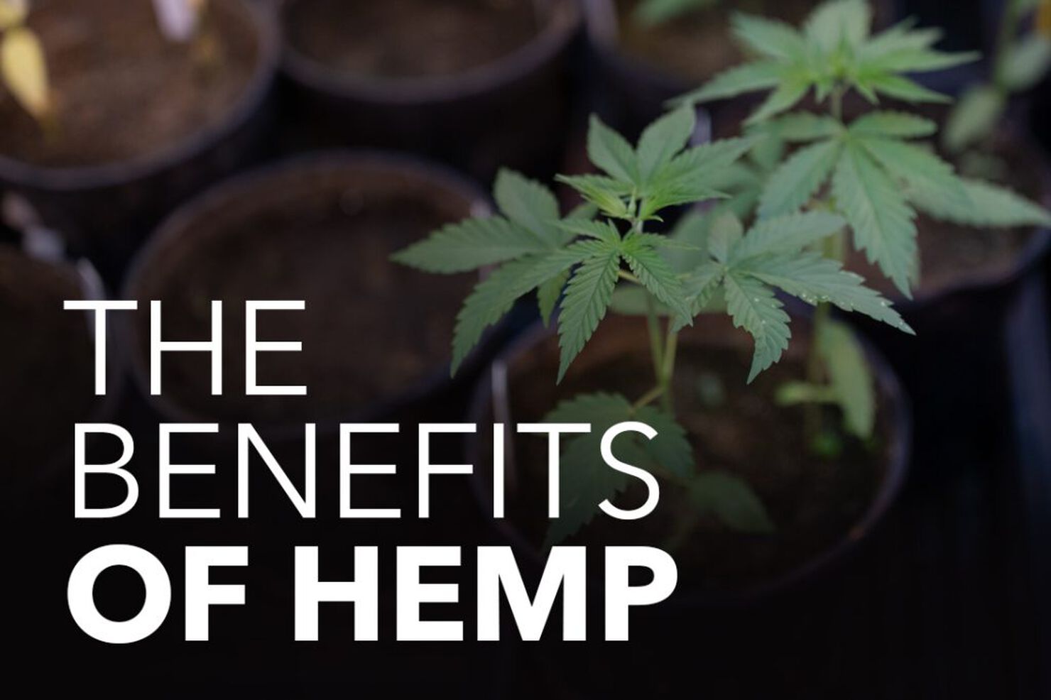 Hemp Oil Benefits & Uses: What Are the Health Benefits of Hemp Oil?