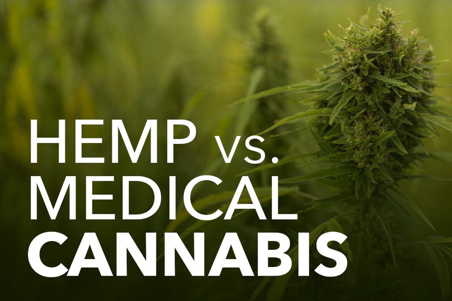 Hemp vs. Weed: What Is the Difference Between Hemp & Medical Cannabis?