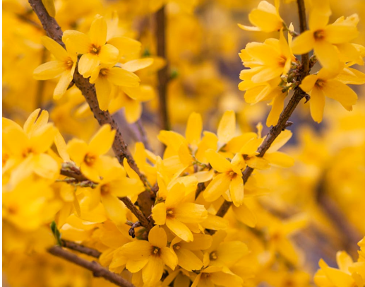 Forsythia Flower